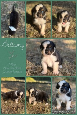 Les chiots de Berger Australien