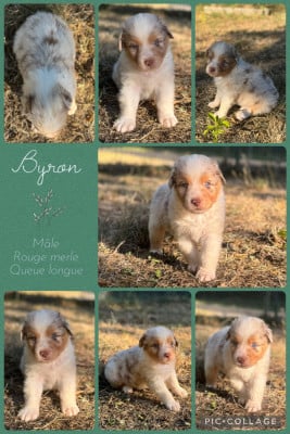 Les chiots de Berger Australien