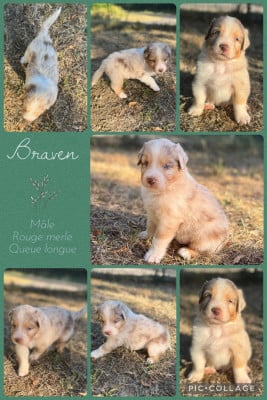 Les chiots de Berger Australien