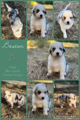 Les chiots de Berger Australien