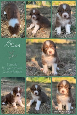Les chiots de Berger Australien