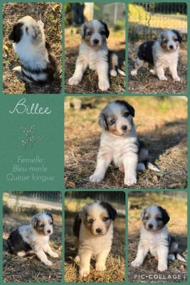 Les chiots de Berger Australien