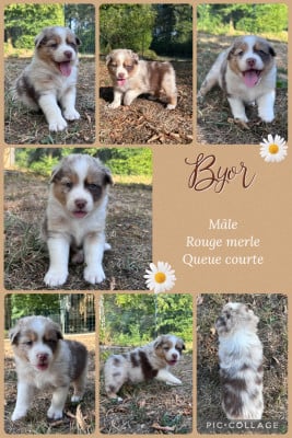 Les chiots de Berger Australien