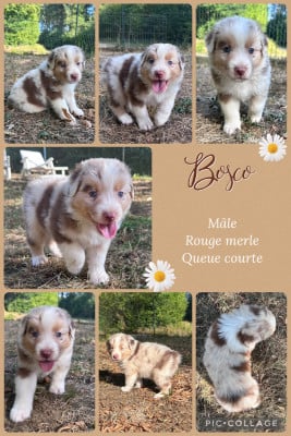 Les chiots de Berger Australien