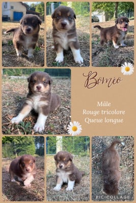 Les chiots de Berger Australien