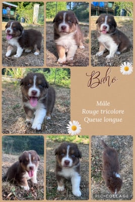Les chiots de Berger Australien