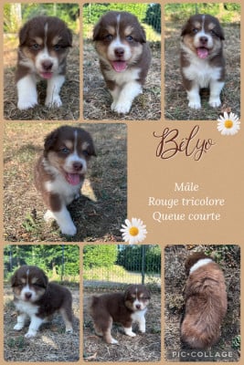 Les chiots de Berger Australien