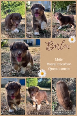 Les chiots de Berger Australien