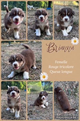 Les chiots de Berger Australien