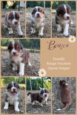 Les chiots de Berger Australien