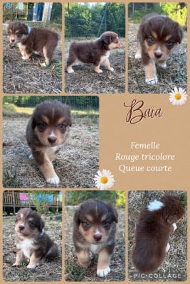 Les chiots de Berger Australien