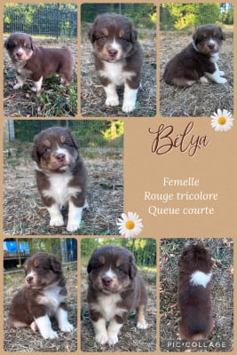Les chiots de Berger Australien