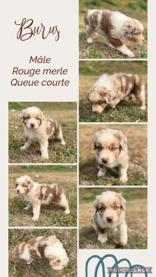 Les chiots de Berger Australien