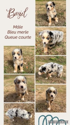 Les chiots de Berger Australien