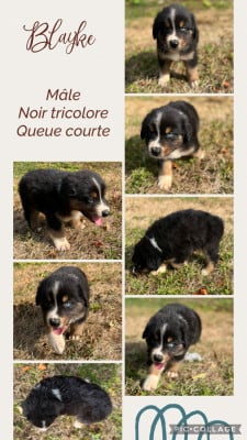 Les chiots de Berger Australien