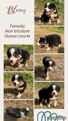 Les chiots de Berger Australien