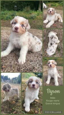 Les chiots de Berger Australien