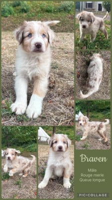 Les chiots de Berger Australien