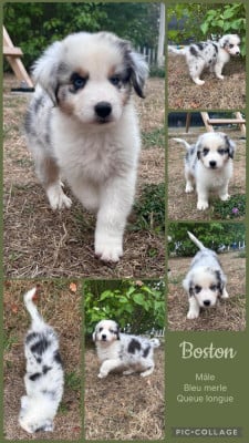 Les chiots de Berger Australien
