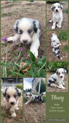 Les chiots de Berger Australien