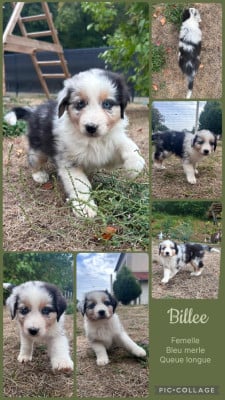 Les chiots de Berger Australien
