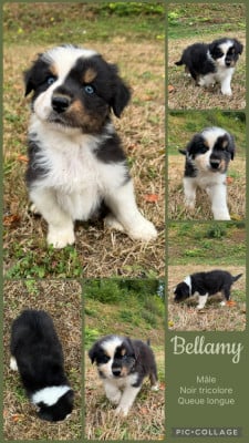 Les chiots de Berger Australien