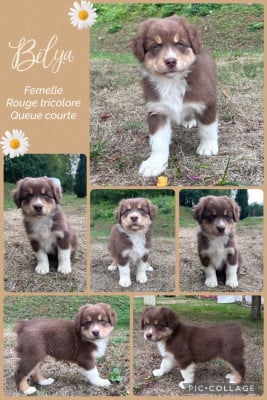Les chiots de Berger Australien