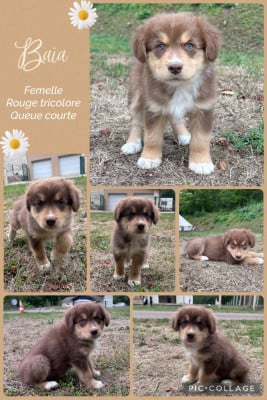 Les chiots de Berger Australien