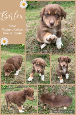 Les chiots de Berger Australien