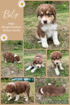 Les chiots de Berger Australien