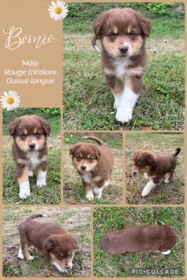 Les chiots de Berger Australien