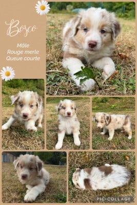 Les chiots de Berger Australien
