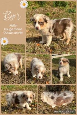 Les chiots de Berger Australien