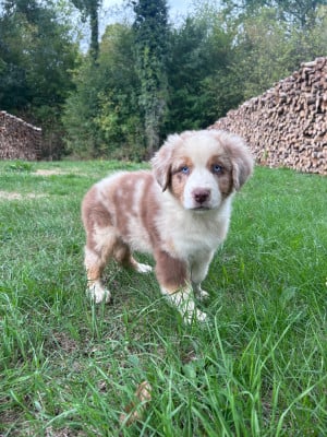 Les chiots de Berger Australien
