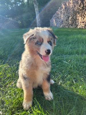 Les chiots de Berger Australien