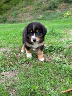 Les chiots de Berger Australien