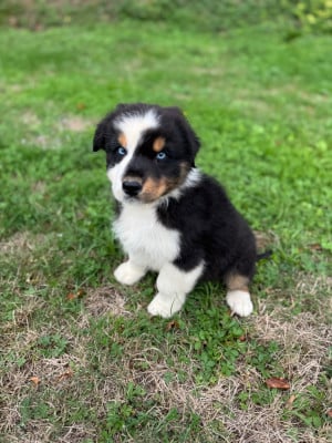 Les chiots de Berger Australien