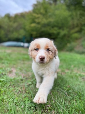 Les chiots de Berger Australien