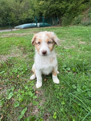 Les chiots de Berger Australien