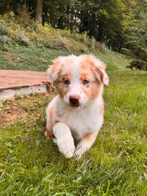 Les chiots de Berger Australien