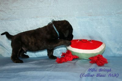 Les chiots de Mastiff