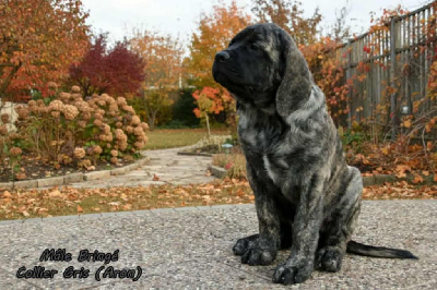 Les chiots de Mastiff