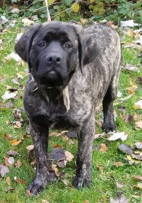 Les chiots de Mastiff