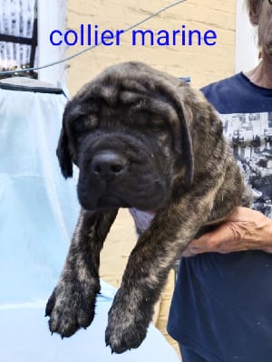 Les chiots de Mastiff