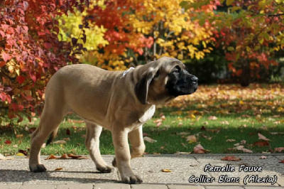 Les chiots de Mastiff