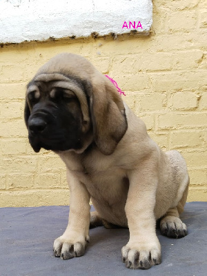 Les chiots de Mastiff