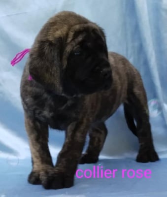 Les chiots de Mastiff