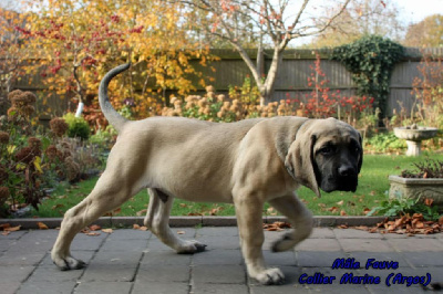 Les chiots de Mastiff