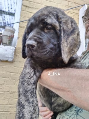 Les chiots de Mastiff