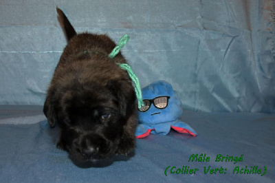 Les chiots de Mastiff